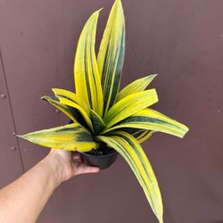 6” sansiveria flame 