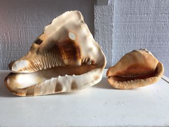 Two Conch Shells