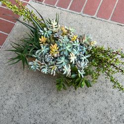 Box of fresh succulents