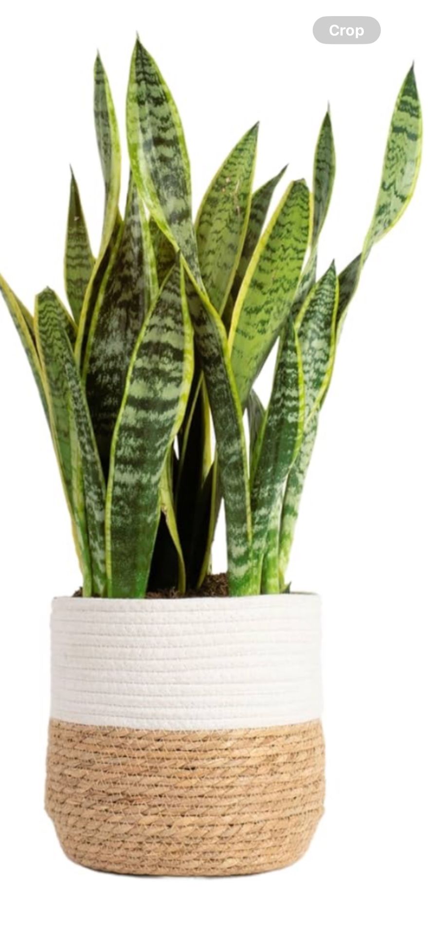 Snake Plants In 5 Gallon Pot