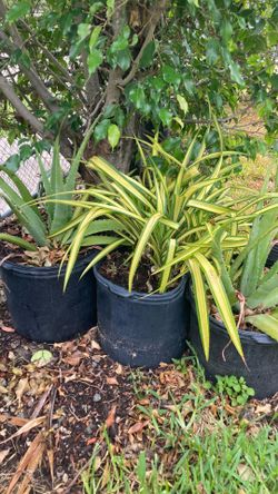 Plant