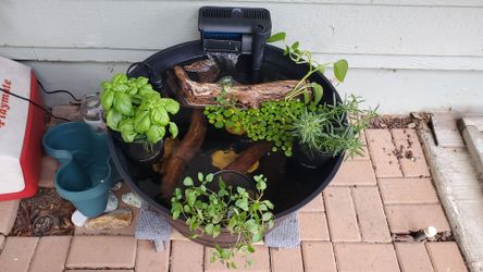 Patio Pond