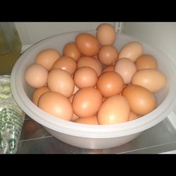 Fresh Eggs