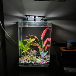 Fish Tank With Fish 