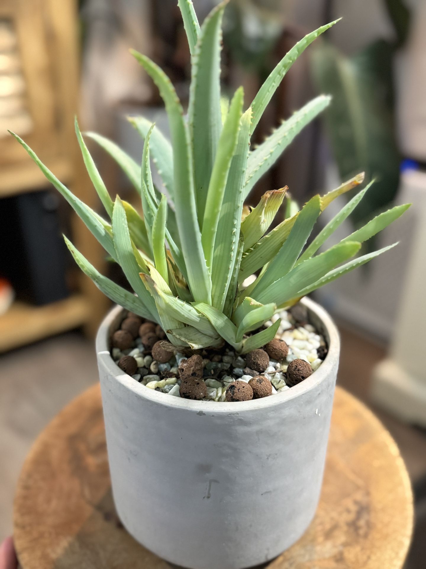 Live Aloe Plant Succulent Cactus Potted