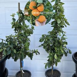 Sweet Mandarin 🍊Golden Nugget 