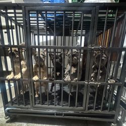 Dog Cage