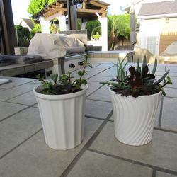 Set Of White Pattern Garden Pots With Succulents