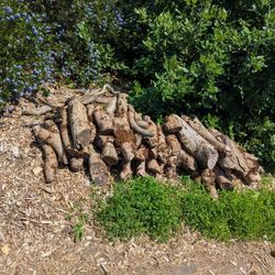 Logs, Some Scrap Lumber, Bulbs 