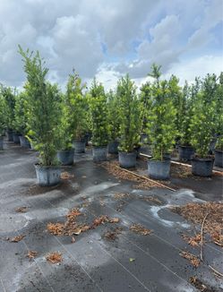 PODOCARPUS