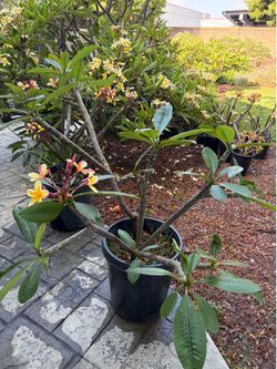4-5 ft Tall Rainbow Plumeria Tree Blooming Rooted in 10 Gallon Planter