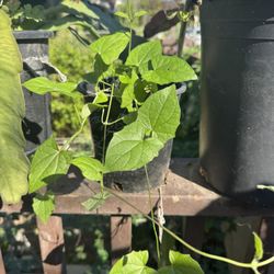 Orange Flower Vine Plant 