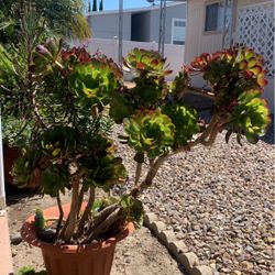 Rose Succulent 