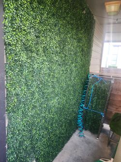 Boxwood hedge wall panels