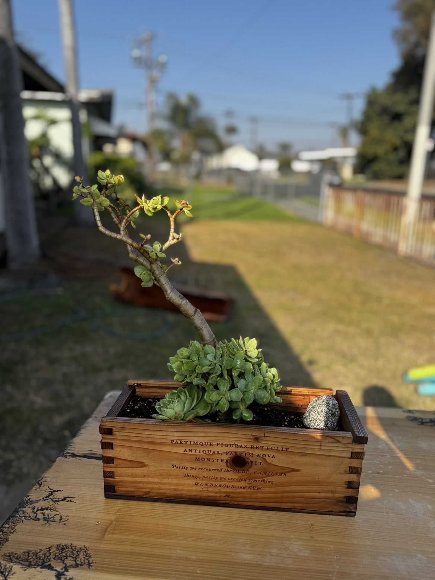 Succulents Plants 🪴