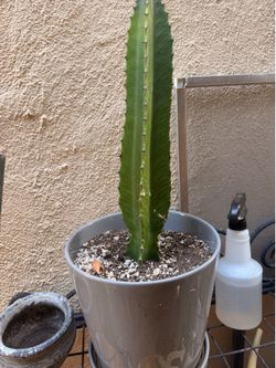 Green Euphorbia succulent
