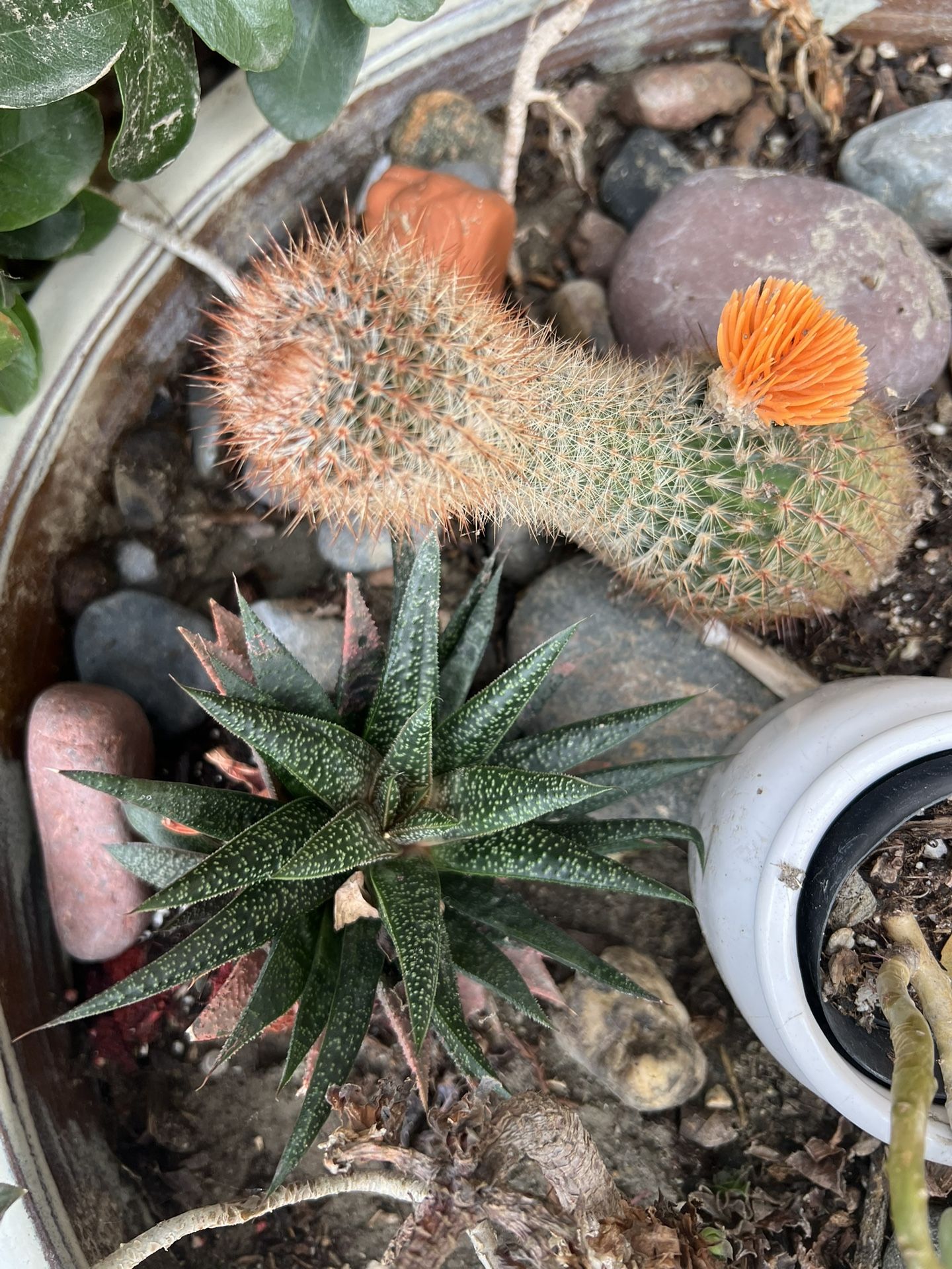 Big Planter Pot With Different Succulents