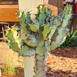 Euphorbia coerulescens