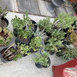 Plant Sales