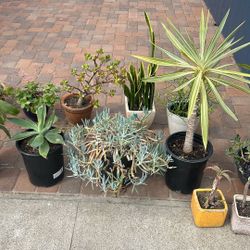 Plant Sale