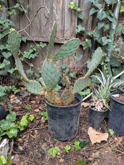 Beavertail cactus plant