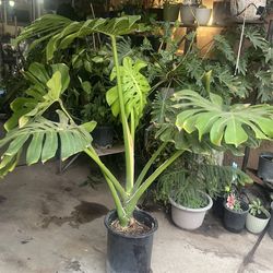 HERMOSAS PLANTAS NATURALES “MONSTERA DELICIOSA PLANT 