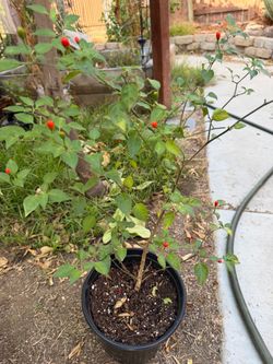 Chiltepin