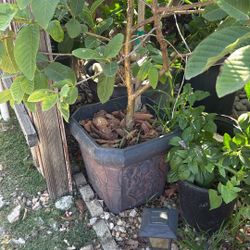 Chinese Big Fruit Guava Plant