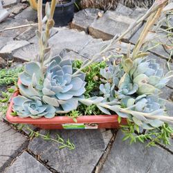 Succulents