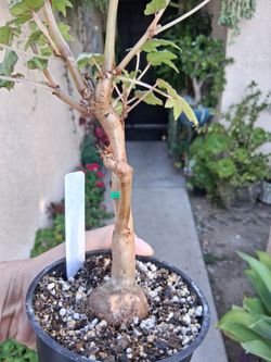 Bonsai Begonia "Dregei " Plant $25