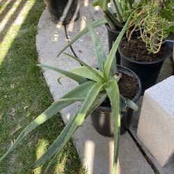 Alovera 15 Gallons