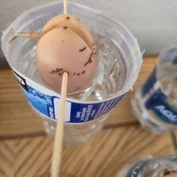 Avocado Seeds Sprouted 1 Dollar Each