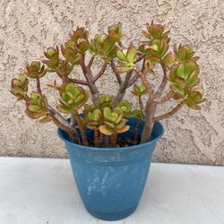 14” (blue pot) Jade Tree/Money Jade/Lucky Jade/Friendship Plant