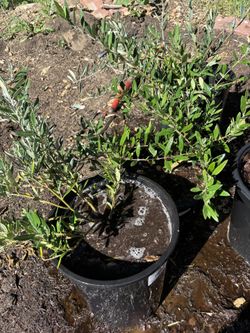 Fruitless Olive Trees 