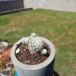 Cactus  3" 