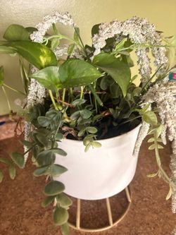 Plant