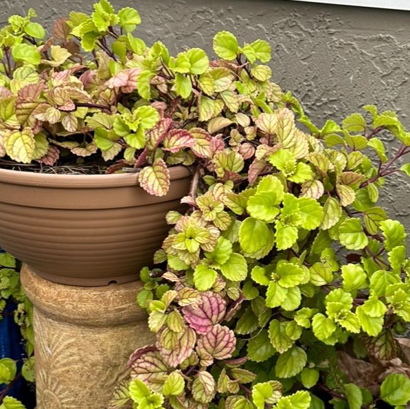 Indoor/ Outdoor Plant 