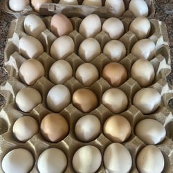 48 Organic Eggs 
