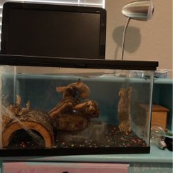 Fish Tank