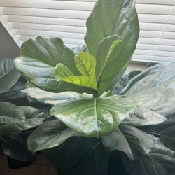 Fiddle Leaf Fig 