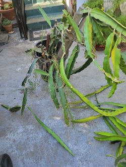 Dragon Fruit 