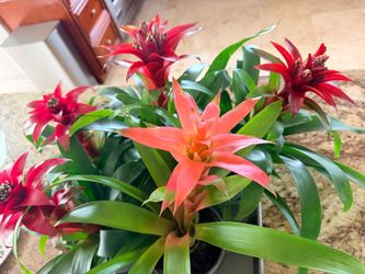 Red bromeliad 2 for $15 plant houseplant