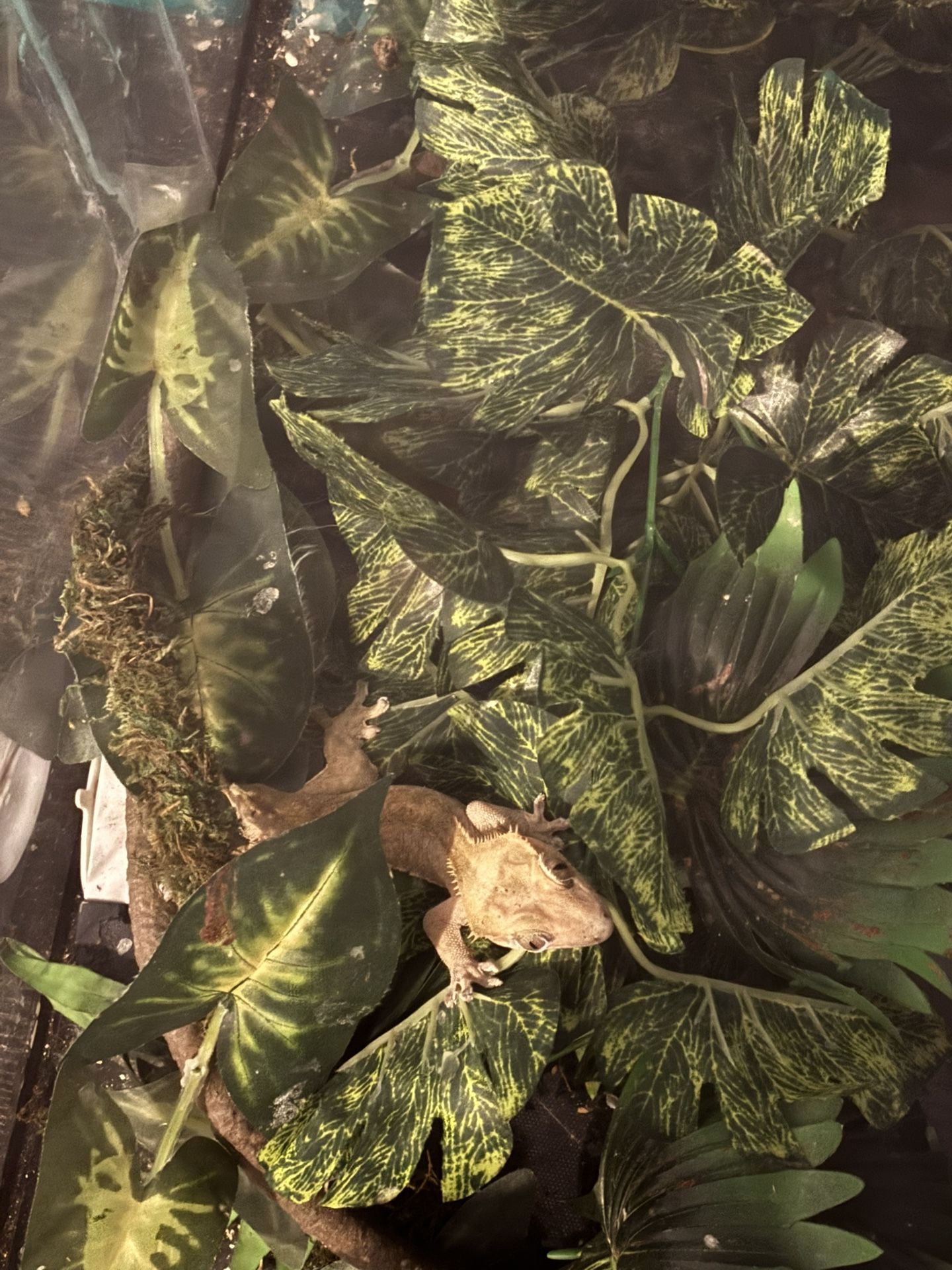 Crested Gecko No Tail With Tank