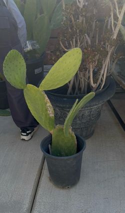 CACTUS NOPALES MEXICAN FOOD