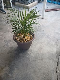 Areca