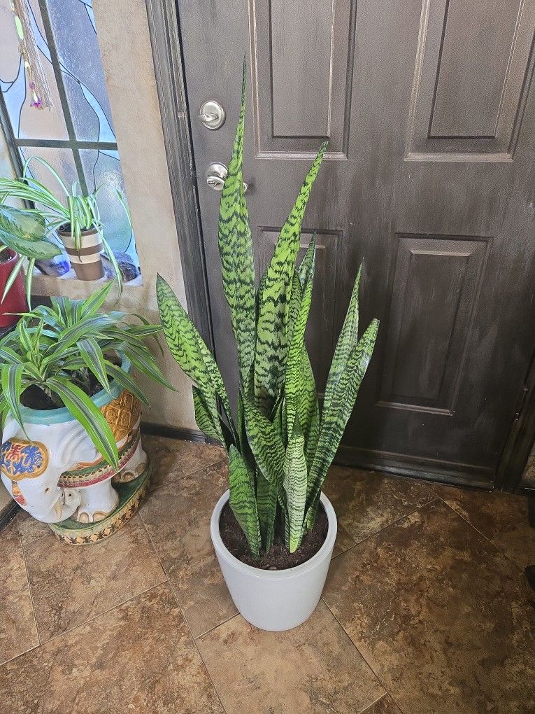 4ft Tall Sansevieria Snake Plants In New Heavy 11in Ceramic Pot With Drainage