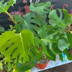 Monstera