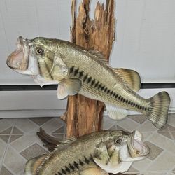 Mounted Fish