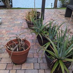 Large Plants In High Quality Pots - Various