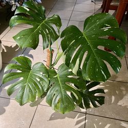 Monstera Thai Constellation 